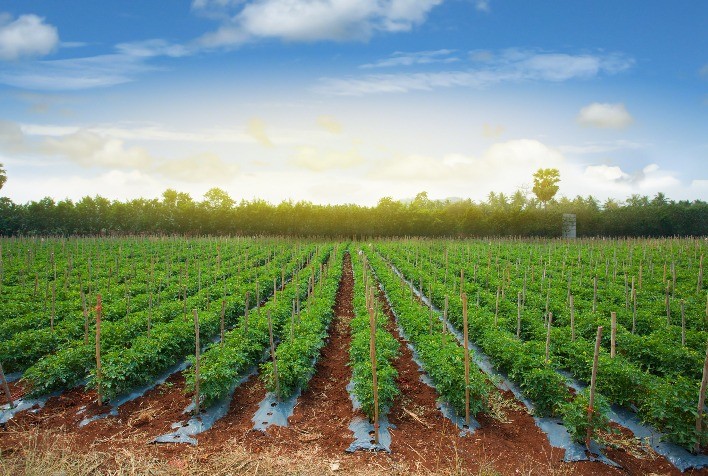 Aprenda a plantar tomate: veja como ter essa fruta em casa
