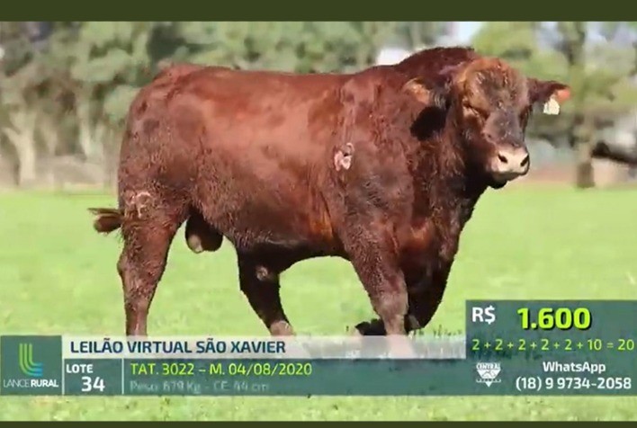 Leilão São Xavier fatura R$ 1,29 milhão com grande oferta de Angus e Ultrablack