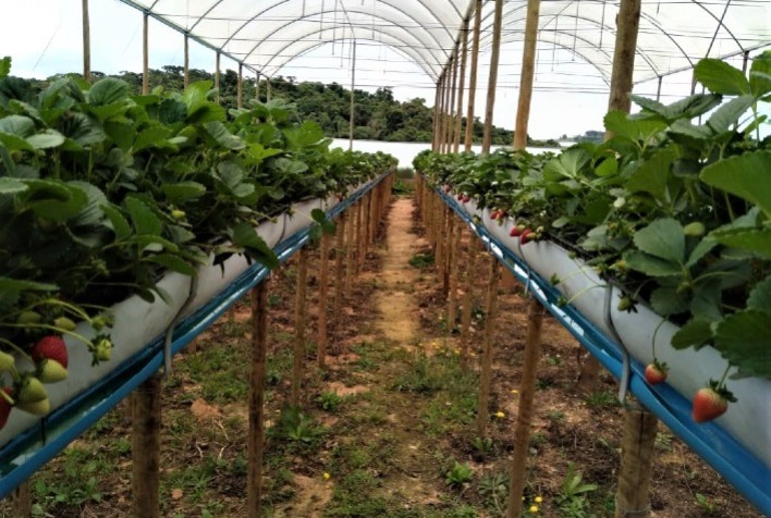 Como plantar morango em cano de PVC: Veja o passo a passo simples e rápido