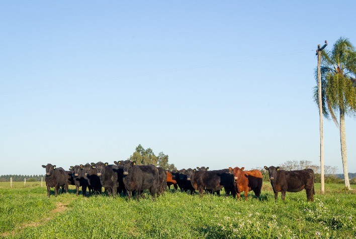 Recalada, Três Marias e Soldera vencem Ranking Nacional de Rústicos Angus 2022