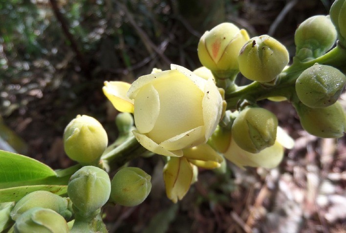 Pesquisadores identificam nova espécie de inseto polinizador da castanha-do-pará em plantio experimental da UFLA