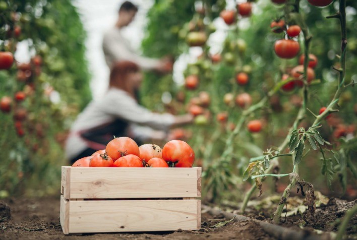 Vírus afeta colheita de tomate
