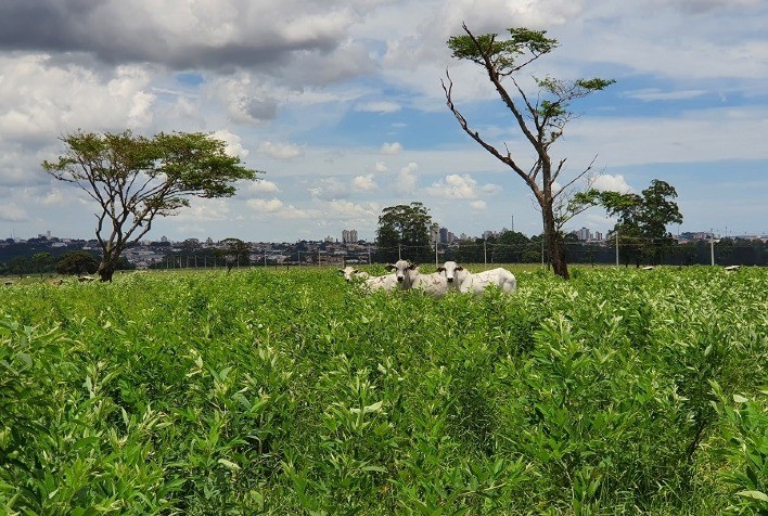 Feijão guandu consorciado em pastagem reduz emissão de metano em até 70%
