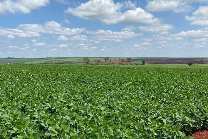 Canavial sustentável garante produção acima da média nacional em fazenda no interior de São Paulo