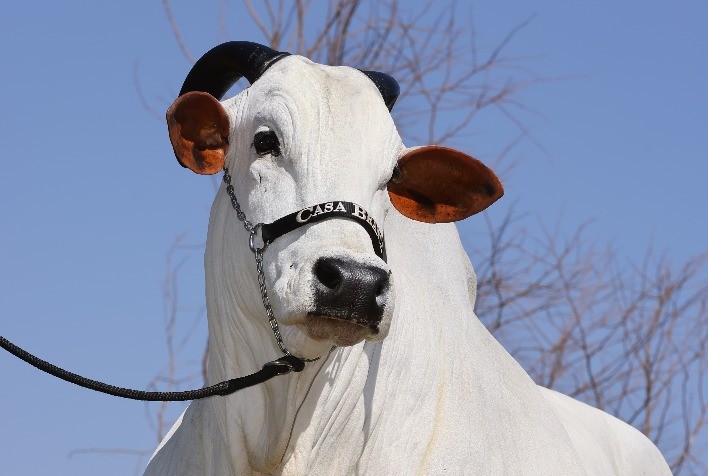 Leilão Casa Branca Collection coloca à venda Izabella FIV Fortaleza VR, uma das mais importantes matrizes Nelore da atualidade