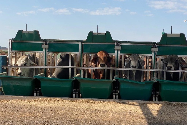 Eficiência da raça Brahman começa a ser avaliada pela ACBB