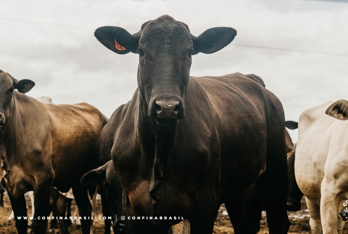 Exportação de gado em pé é destaque no início da quarta rota da expedição Confina Brasil