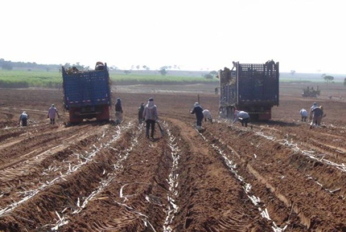 Revolução à vista no plantio de cana