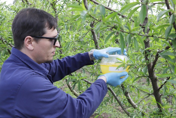 Sistema de Alerta tem início em 2022 com novos locais de monitoramento da mosca-das-frutas