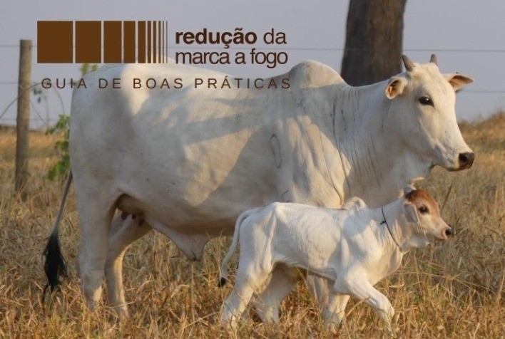 Marcação a fogo de bovinos causa dor e pode levar a aproximadamente 18% de erros na identificação de animais