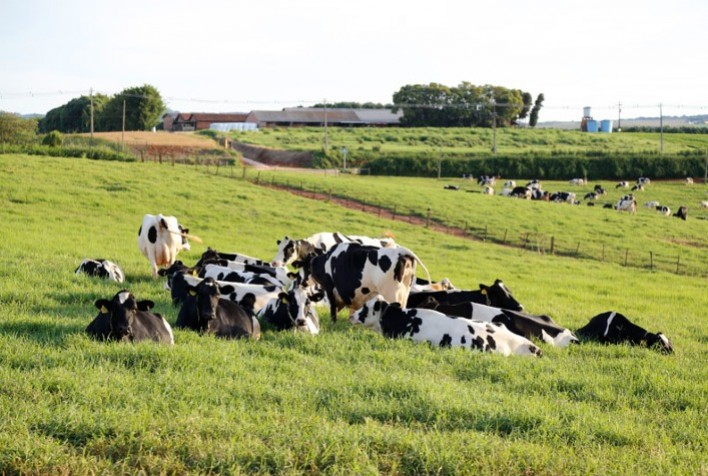 Utilização de somatotropina bovina (bST) no rebanho pode gerar 20% a mais de produção de leite, ajudando a diluir o custo-fixo do produtor