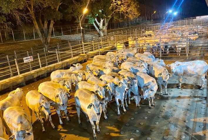 Mais de 460 animais terminados em confinamento foram avaliados na 4ª etapa do Circuito Nelore de Qualidade