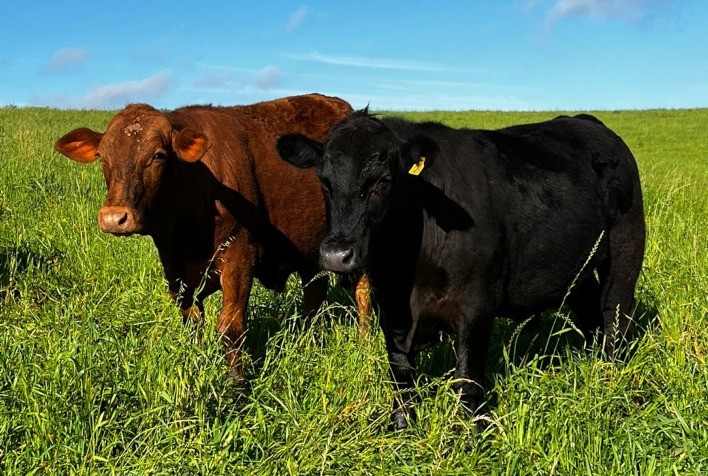 Estratégias de manejo na pecuária otimizam custos na alimentação
