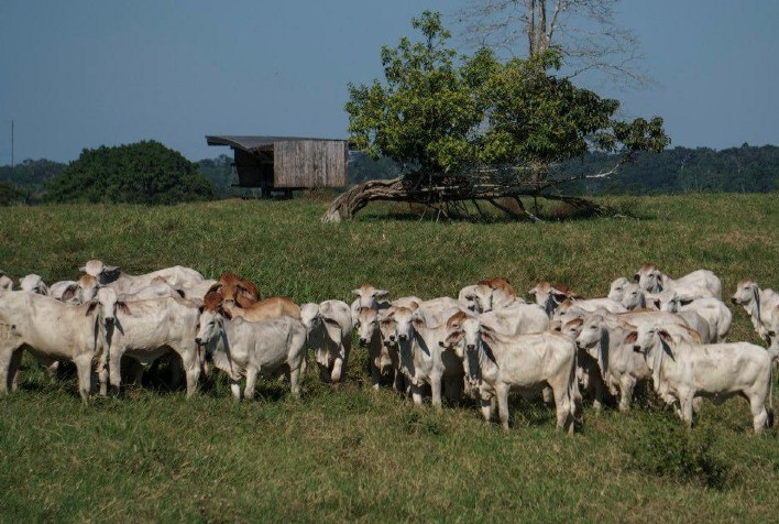 Cai o preço do boi e o da novilha em São Paulo