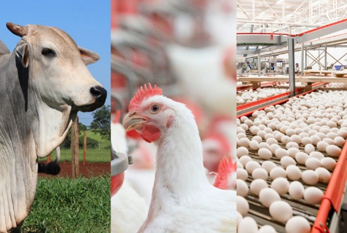 CNA/CEPEA: PIB do boi, frango e ovo aumentou no 1º semestre, mas o do suíno recuou mais de 25%