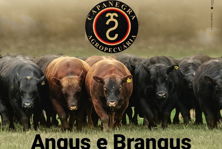 Leilão Capanegra comercializará fêmeas e touros Angus provados e adaptados a diferentes regiões