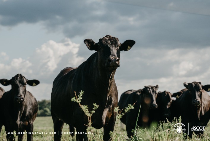 Quarta rota do Confina Brasil 2022 tem excelentes exemplos de Integração Lavoura-Pecuária e melhoramento genético dos bovinos
