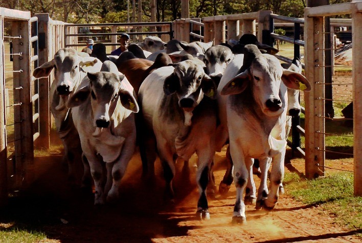 Premix e ABCZ apresentam os resultados finais do segundo ano do projeto “Zebu, carne de qualidade”