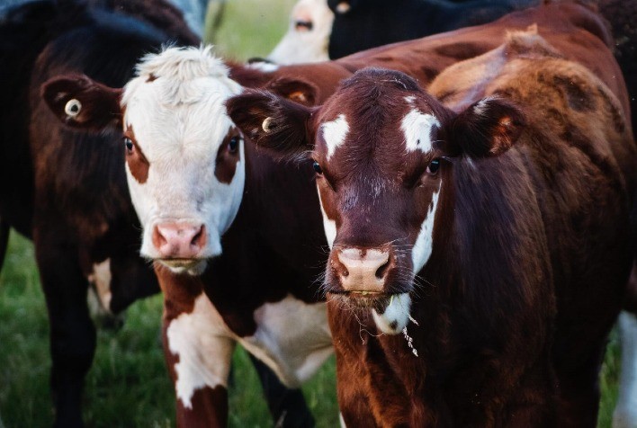 Saúde animal é pauta essencial para garantir a sustentabilidade do planeta