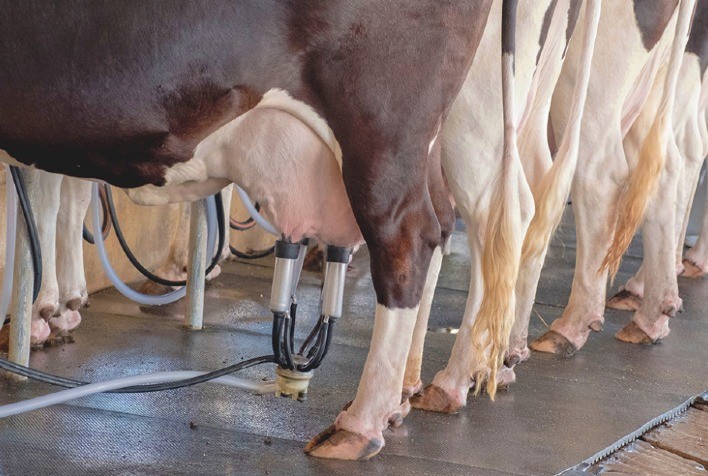 Boehringer Ingelheim e Embrapa lançam selo que certifica boas práticas de biosseguridade em fazendas de leite