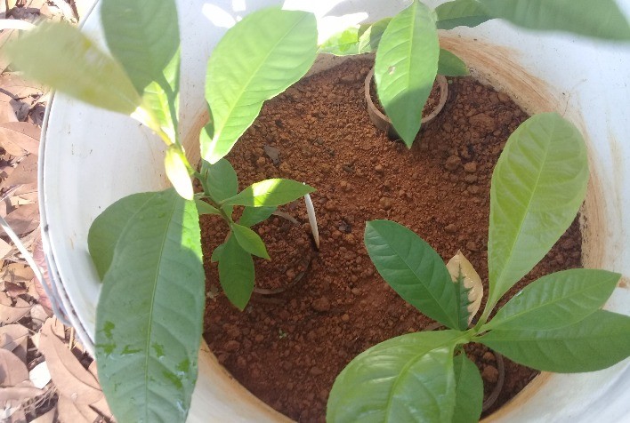 Pesquisadores adaptam método para produção de mudas de castanheiras em pequena escala