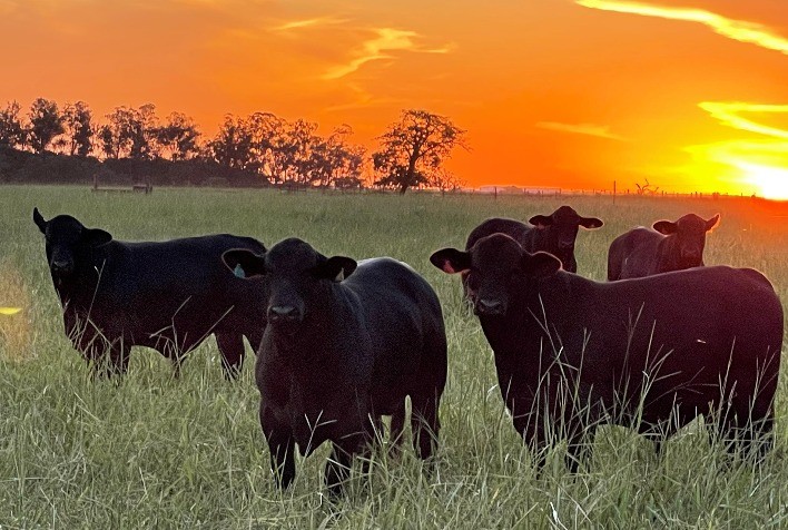 Leilão Virtual Brangus HP ocorre dia 01º de outubro