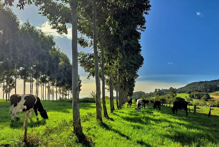 Pilar da agricultura regenerativa, integração entre lavoura-pecuária-floresta (ILPF) contribuir é chave para a evolução da agenda ESG do setor