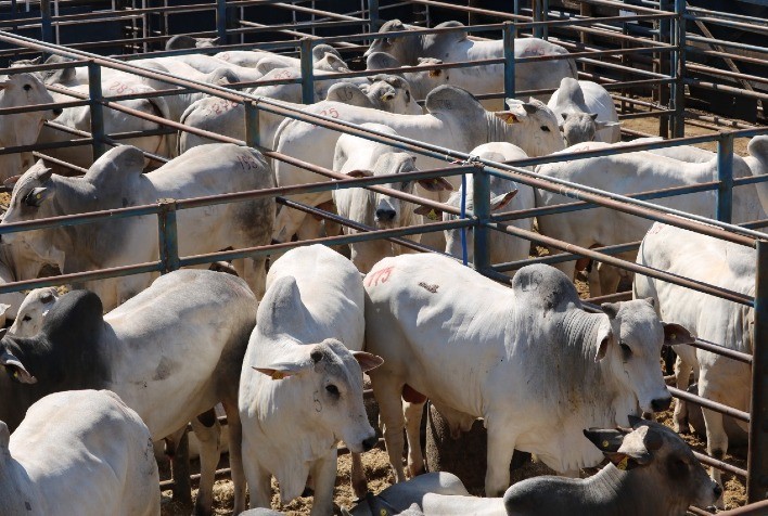 Leilão Virtual CFM coloca à venda 300 touros Nelore, com possibilidade de pagamento em 2023