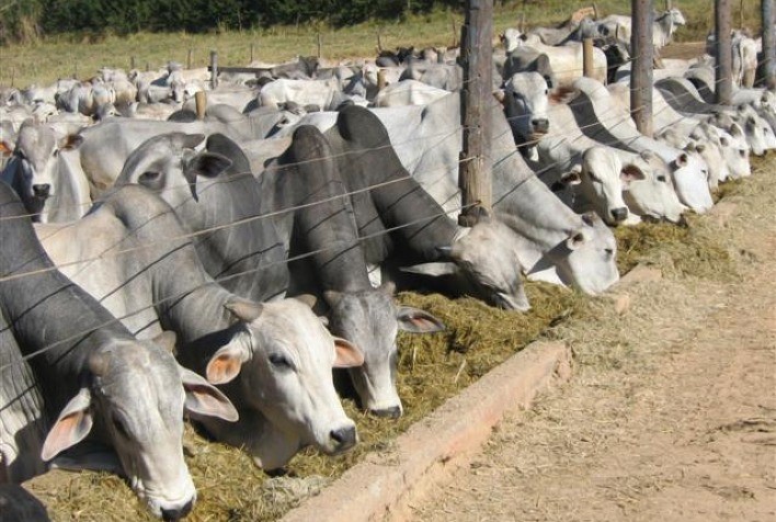 Como organizar a suplementação do gado para época das águas