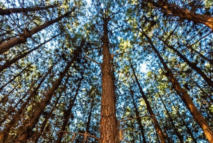WestRock inova com plantio clonal de Pinus taeda em escala operacional em suas florestas plantadas