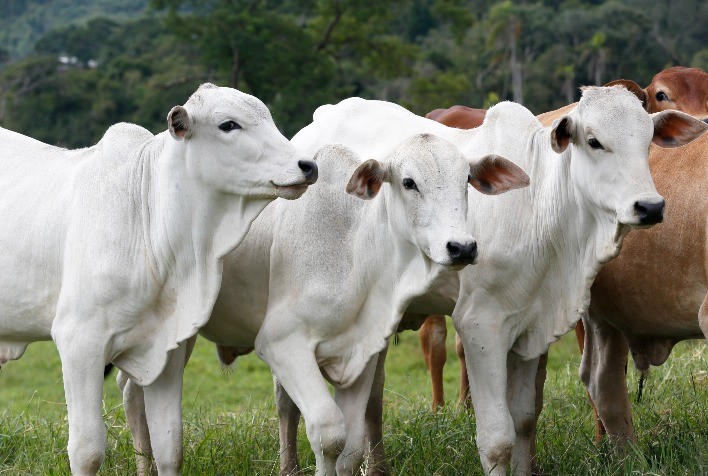 Como a genética pode impactar a sustentabilidade na pecuária