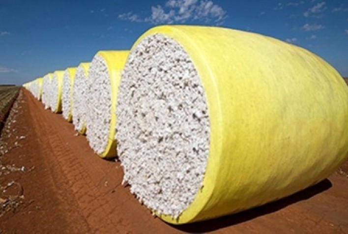 Preço do caroço de algodão em Mato Grosso tem queda; custo operacional tem leve aumento