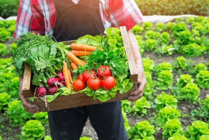 Fatores determinantes do potencial produtivo e da sustentabilidade nos cultivos de hortifruti