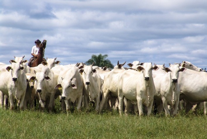 ABPO busca ampliar a pecuária pantaneira através da indicação geográfica da carne sustentável do Pantanal