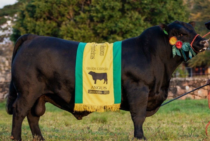 Venda de 50% de touro Angus por R$ 49.500 é destaque do Leilão Reconquista