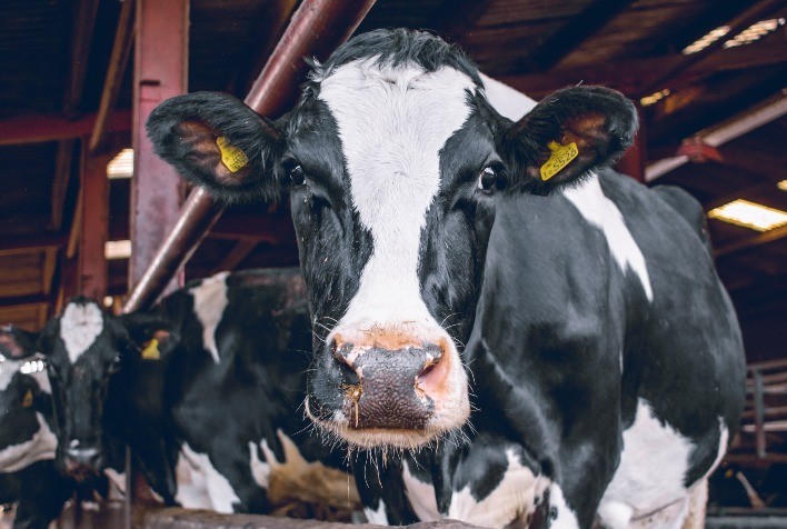 Impactos da DRB nas fazendas de leite