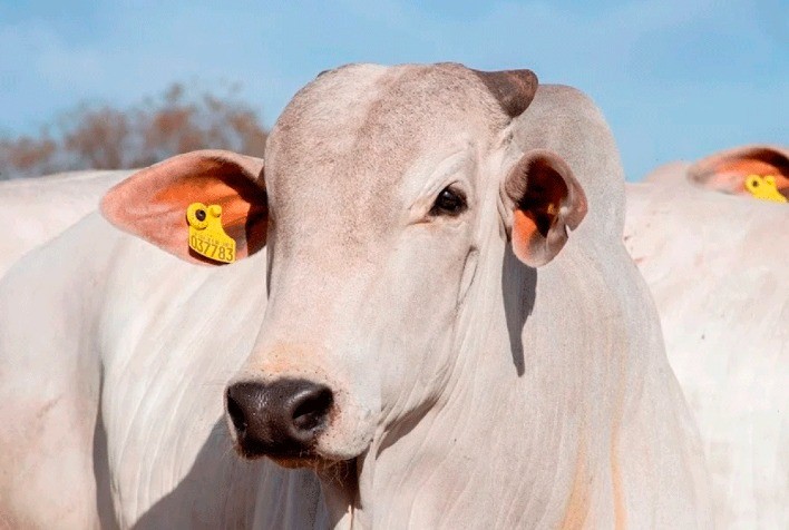 Pesquisa identifica bactérias do microbioma bovino capazes de servirem de biomarcadores para reduzir emissão de metano e aumentar eficiência alimentar dos animais da raça Nelore