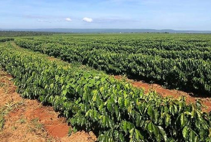 Controle de nematoides é tema do primeiro painel do III Simpósio Brasileiro de Manejo Biológico da Cultura do Café