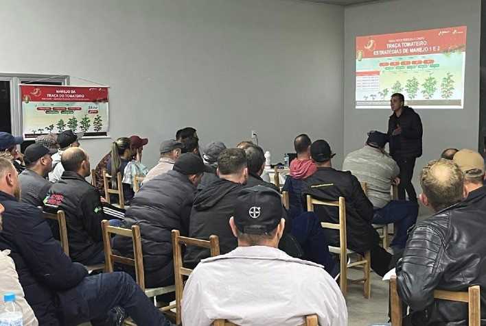 Tomaticultura: Professor e pesquisador Sérgio Benvenga aborda fatores decisivos para controle eficaz da traça-do-tomateiro