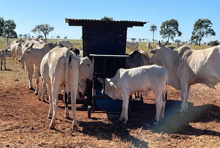 Sistema creep-feeding é alternativa para a nutrição de bezerros durante o aleitamento