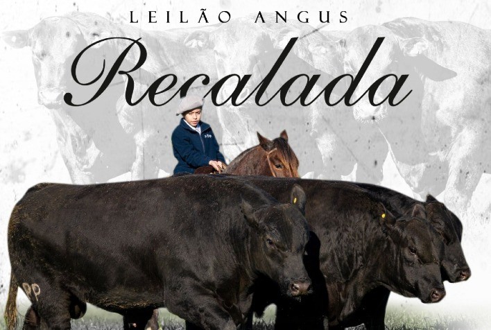 Leilão Recalada levará para pista trios de machos e fêmeas Angus campeões da Expointer 2022