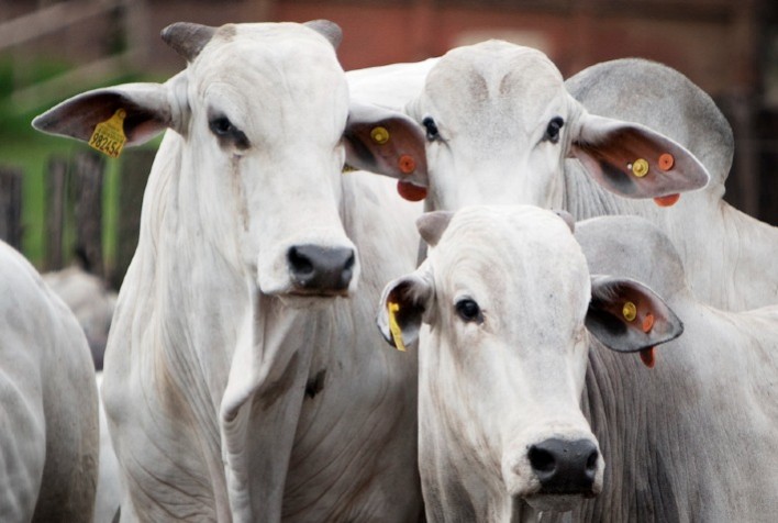 Pressão de baixa surte efeito em São Paulo