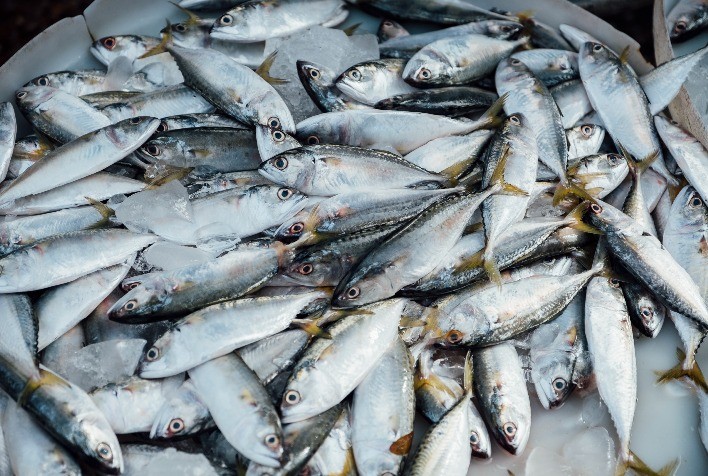 SIMCOPE aborda temáticas vitais na cadeia produtiva de pescado