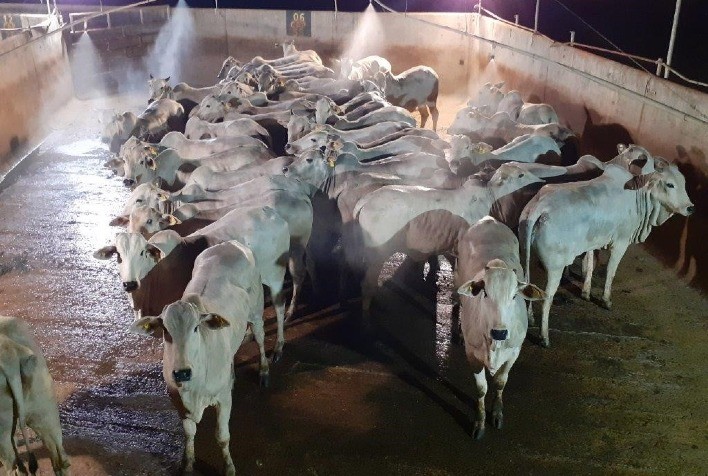 Friboi de Diamantino (MT) recebe 900 animais para a 9ª etapa do Circuito Nelore de Qualidade