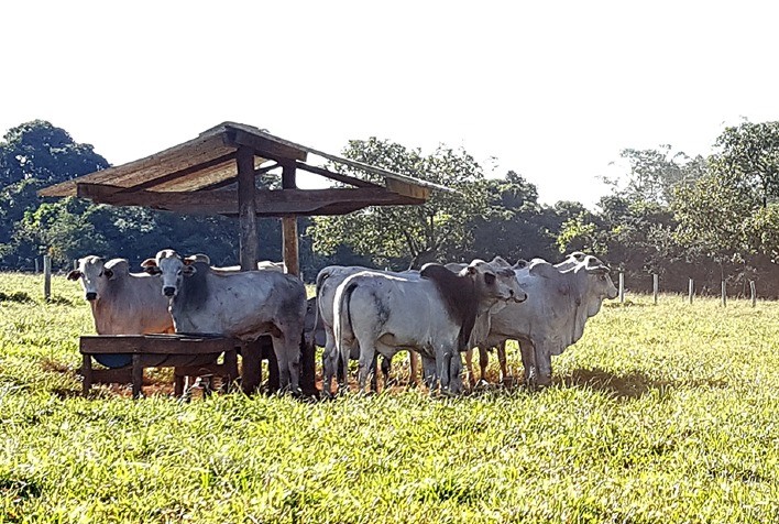 Semana abre com estabilidade para as praças pecuárias paulistas