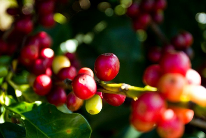 Com preocupação na oferta global, café estende ganhos na manhã desta 4ª feira