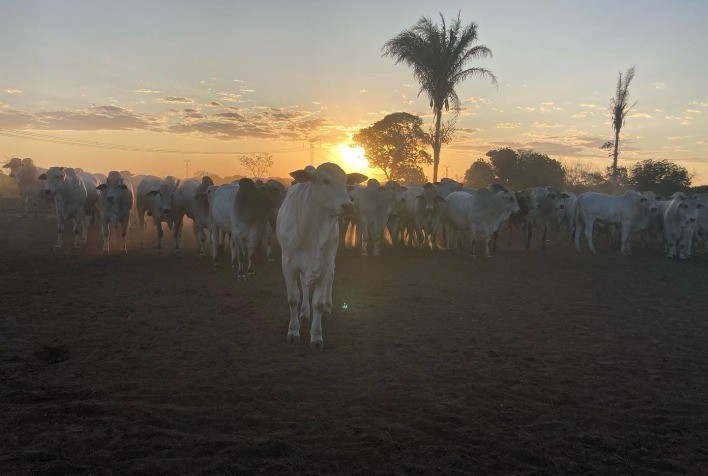 Pecuaristas de MT devem registrar no Indea a marca utilizada para identificar seu rebanho