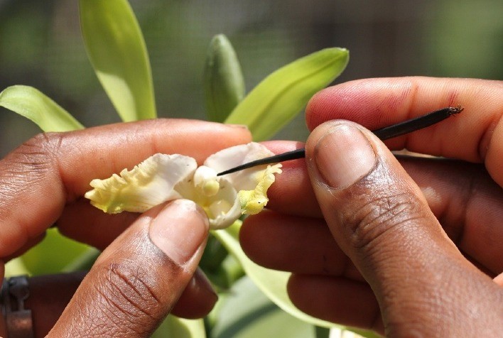 Embrapa capacita calungas e produtores rurais para produção de baunilha brasileira