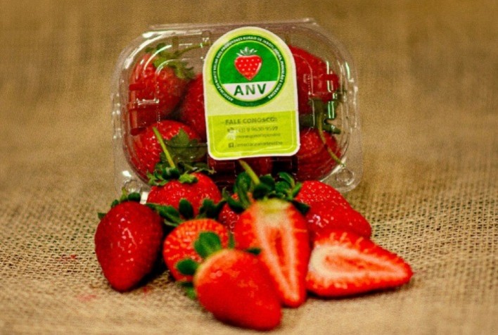 Produtores de morango do norte pioneiro do Paraná conquistam Indicação Geográfica