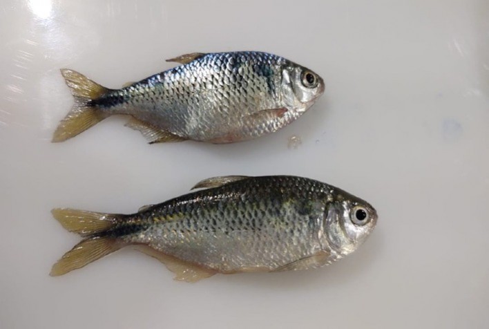 Cientistas conseguem reproduzir lambaris-do-rabo-amarelo em laboratório